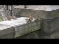 Click here to watch this video スズメ大げんか　(野鳥HD)
