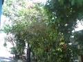 videos de Motorbike-buggy tour of Samana DR part 2