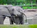 Elephant 2girls1cup reaction