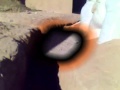 Ahlus-Sunnah vs Houthis (Rafidhah) (part 3) Dammaj,Yemen