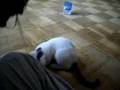 B-boy cat! :D