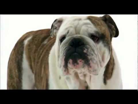 how to care english bulldog puppy