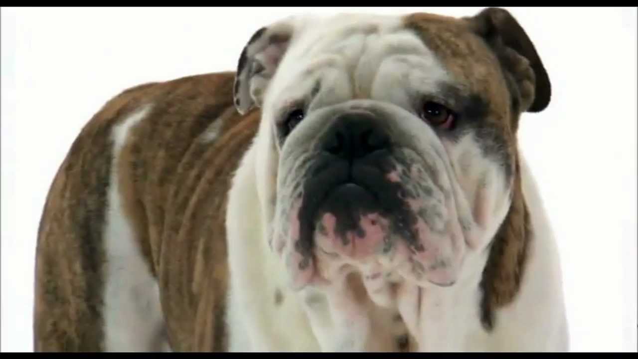 Dogs 101: English Bulldog