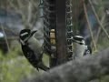 Downy Woodpecker couple Downy Woodpecker couple