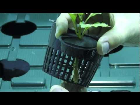 how to transplant aeroponic clones to soil