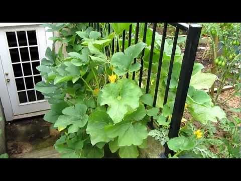 how to cut zucchini off the vine