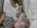 cute kitten video