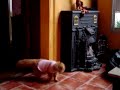 blondy perro lloco  (blondi crazy dog)