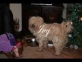 Dogs in Distress