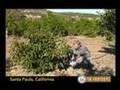 Water conservation on a passion fruit farm
