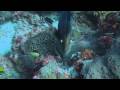 Komodo Scuba Diving - Sharks, Turtles And Tons Of Fish!