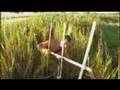 yellow anacondas in Corrientes Eric Millot film excerpt
