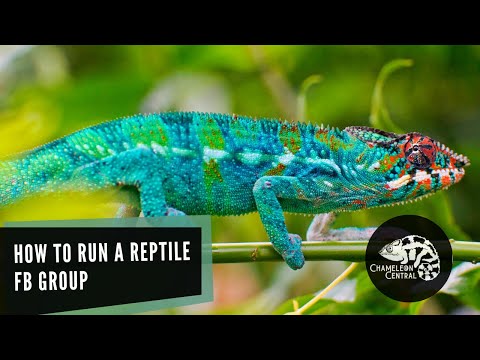 YouTube reptile video