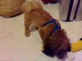 zeze Camarinha serie Canina zeze Camarinha serie Canina