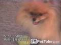 Pomeranian Dance Performance