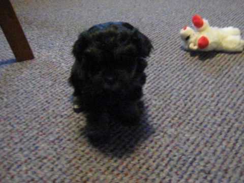 Duke loves to play and is a beautiful little boy.