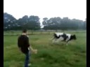 idiots go cowhunting