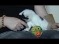Chip the kitten