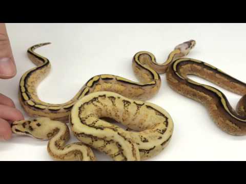 YouTube reptile video