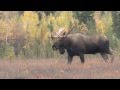 2012 Alaska Trophy Moose Hunting. Hunting The Rut!