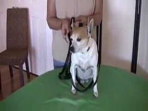 how to fit kramar dog harness
