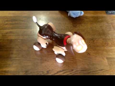 how to train zoomer puppy
