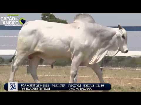 1 DE OLHO NA FAZENDA CAPO DE ANGICO