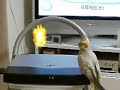Cockatiel laser beam attack