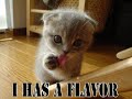 Yay it is caturday! I can has...
