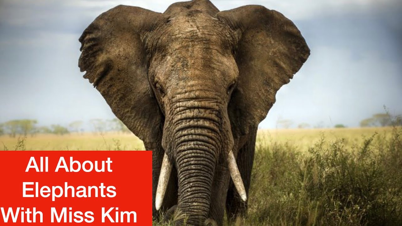 All About Elephants with Miss Kim