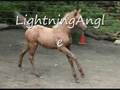 Our Newest Filly named LightningAngle