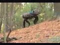 War Dog on the Loose