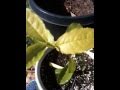 Harvesting Camellia sinensis Assamica Tea Plants In Containers