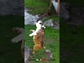 Click here to watch this video Osku Going For It