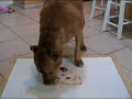 Pit Bull paints his self-portrait