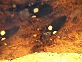 platymeris biguttata hunting platymeris biguttata hunting