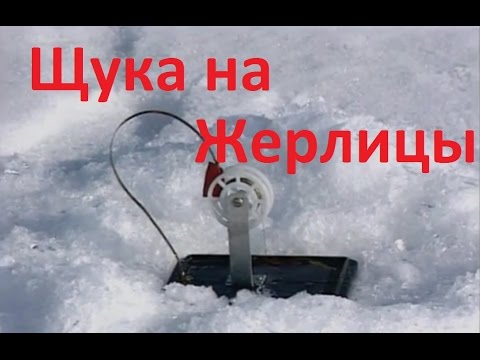 диалоги о рыбалке ловля щуки на жерлицы видео диалоги о рыбалке ловля щуки на жерлицы видео