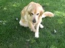 My puppy My puppy