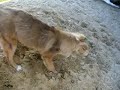 Mój Amorek