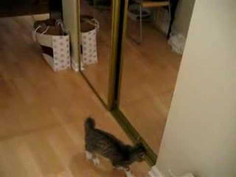krazy ninja kitty