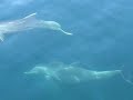 Rocky Point Bird Island See Dolphins Sea Lions Oh My!
