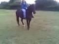 backing bridleless and carrot stick riding
