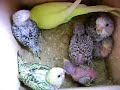 bébés perruches ondulées dans le nid avec leur mère bébés perruches ondulées dans le nid avec leur mère