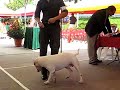 BULL TERRIER BLANCO ZEUS GANADOR VRS GRETA