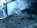 Perra caza un ratón