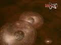 DNA RNA