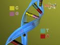 DNA RNA