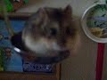 Hamster Soup - Flixster Video