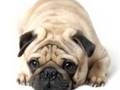 The Importance Of A Dog Food Comparison Chart default The Importance Of A Dog Food Comparison Chart
