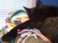 Cat Cuddles